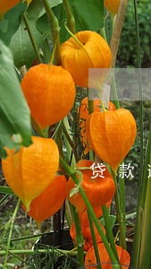 贷款逾期兄妹需要还吗 贷款逾期兄妹需要还吗