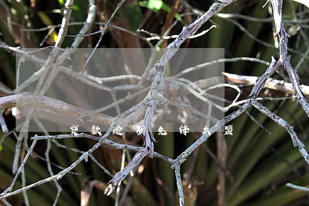 贷款逾期先锋太盟