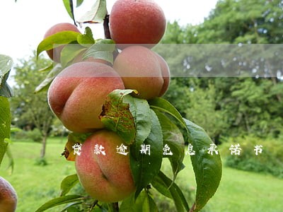 贷款逾期免息承诺书 贷款逾期免息承诺书
