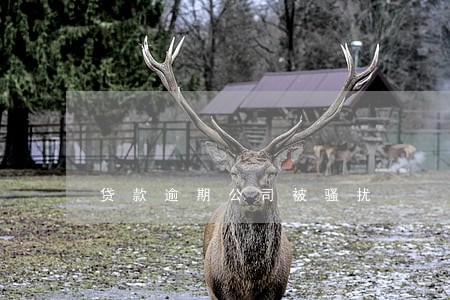 贷款逾期公司被骚扰 贷款逾期公司被骚扰
