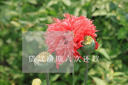 贷款逾期六次还款 贷款逾期六次还款