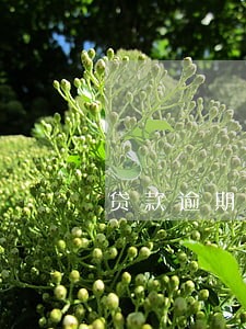 贷款逾期几个月转损失类 贷款逾期几个月转损失类