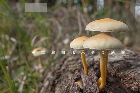贷款逾期几天多久消除