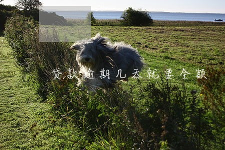 贷款逾期几天就要全额 贷款逾期几天就要全额