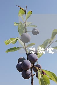 贷款逾期几小时严重吗 贷款逾期几小时严重吗