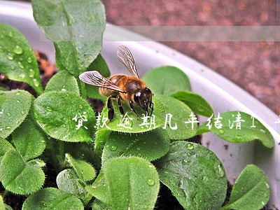贷款逾期几年结清1年
