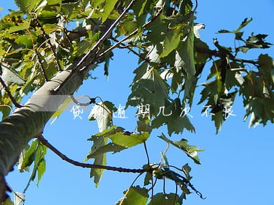 贷款逾期几次不良 贷款逾期几次不良