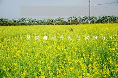 贷款逾期分期还款银行不同意 贷款逾期分期还款银行不同意