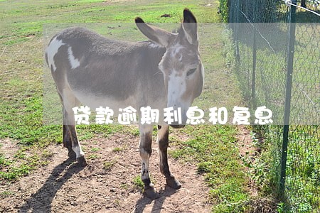 贷款逾期利息和复息 贷款逾期利息和复息