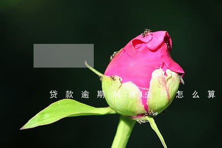 贷款逾期利息央行怎么算 贷款逾期利息央行怎么算