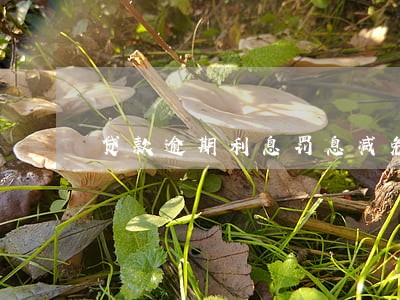 贷款逾期利息罚息减免政策 贷款逾期利息罚息减免政策