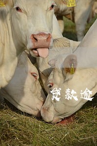 贷款逾期利率是30还是两倍 贷款逾期利率是30还是两倍