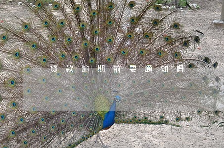 贷款逾期前要通知吗 贷款逾期前要通知吗