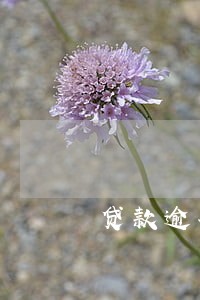 贷款逾期加利息么 贷款逾期加利息么