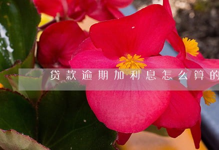 贷款逾期加利息怎么算的 贷款逾期加利息怎么算的