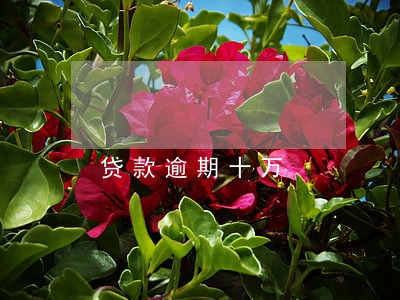贷款逾期十万 贷款逾期十万