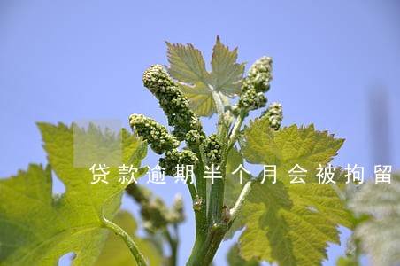 贷款逾期半个月会被拘留吗 贷款逾期半个月会被拘留吗