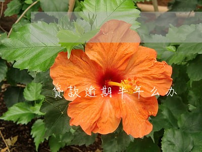 贷款逾期半年么办 贷款逾期半年么办