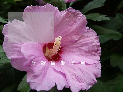 贷款逾期半月 贷款逾期半月