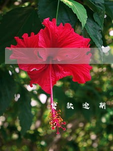贷款逾期卡可以向银行 贷款逾期卡可以向银行