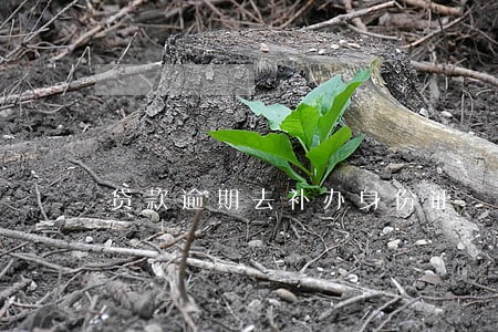 贷款逾期去补办身份证