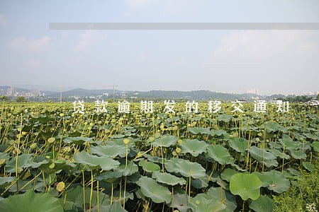 贷款逾期发的移交通知