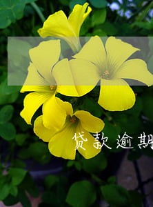 贷款逾期发短信威胁 贷款逾期发短信威胁