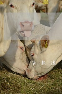 贷款逾期受到律师函怎么办 贷款逾期受到律师函怎么办