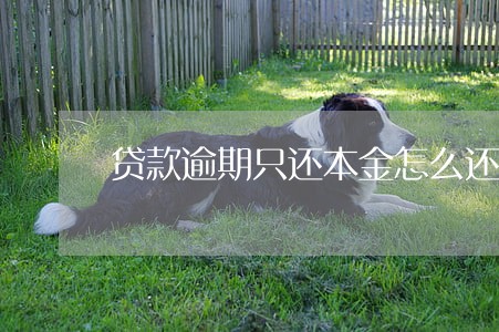 贷款逾期只还本金怎么还 贷款逾期只还本金怎么还