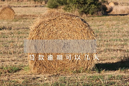 贷款逾期可以几天 贷款逾期可以几天