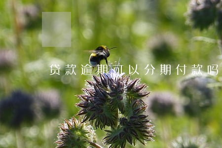 贷款逾期可以分期付款吗