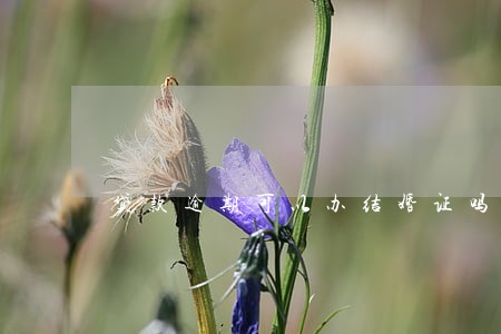 贷款逾期可以办结婚证吗 贷款逾期可以办结婚证吗