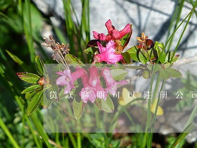 贷款逾期可以注册公司吗 贷款逾期可以注册公司吗