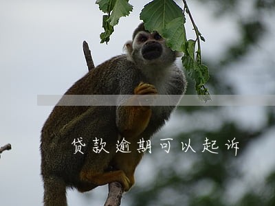 贷款逾期可以起诉 贷款逾期可以起诉