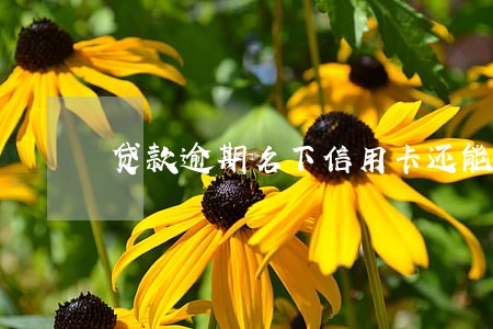 贷款逾期名下信用卡还能用吗 贷款逾期名下信用卡还能用吗