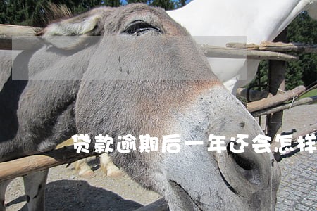 贷款逾期后一年还会怎样 贷款逾期后一年还会怎样