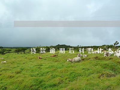 贷款逾期后利息比本金还多 贷款逾期后利息比本金还多