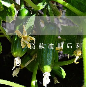 贷款逾期后利息算到什么时候 贷款逾期后利息算到什么时候