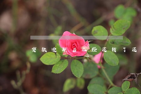 贷款逾期后已经还钱了还会上 贷款逾期后已经还钱了还会上