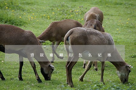 贷款逾期后怎么记账 贷款逾期后怎么记账