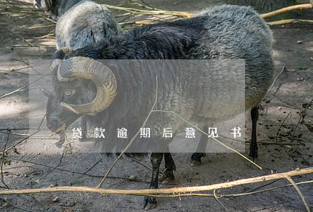 贷款逾期后意见书 贷款逾期后意见书