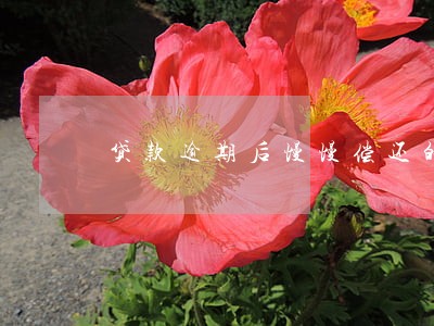 贷款逾期后慢慢偿还的利息 贷款逾期后慢慢偿还的利息