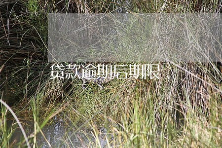 贷款逾期后期限 贷款逾期后期限