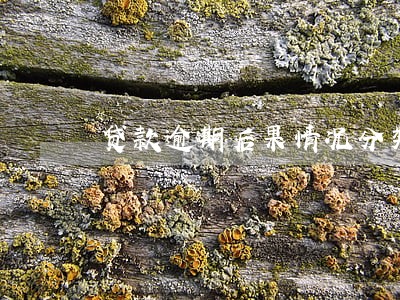 贷款逾期后果情况分类 贷款逾期后果情况分类