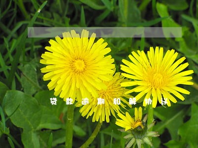 贷款逾期和解协议 贷款逾期和解协议