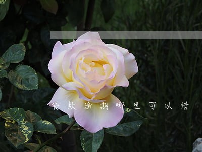 贷款逾期哪里可以借 贷款逾期哪里可以借