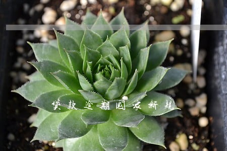 贷款逾期国家新规 贷款逾期国家新规