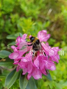 贷款逾期在哪里立案 贷款逾期在哪里立案