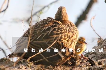 贷款逾期在哪里还可以借钱 贷款逾期在哪里还可以借钱