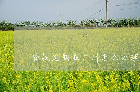 贷款逾期在广州怎么办理 贷款逾期在广州怎么办理